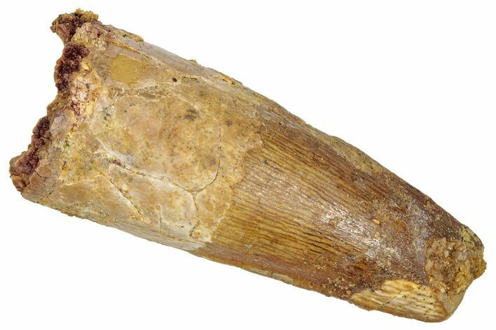 Fossil Spinosaurus Tooth - Real Dinosaur Tooth #331395